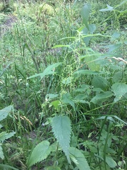Urtica dioica
