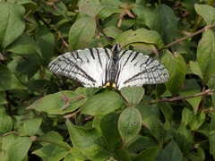 Graphium mandarinus