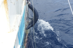 Isurus paucus