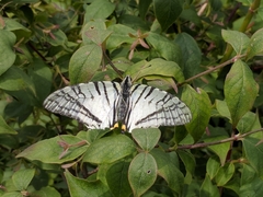 Graphium mandarinus