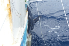 Isurus paucus
