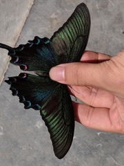 Papilio maackii