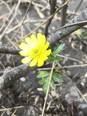 Ranunculus praemorsus