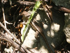 Sceloporus chrysostictus