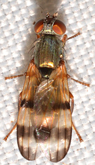 Chaetopsis fulvifrons