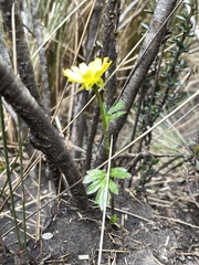 Ranunculus praemorsus