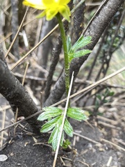 Ranunculus praemorsus