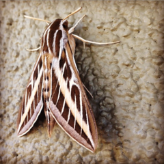 Hyles lineata