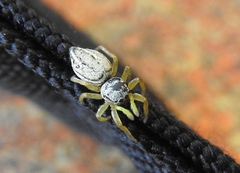 Heliophanus equester