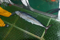 Acanthocybium solandri