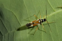 Cyllecoris histrionius