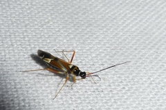 Cyllecoris histrionius