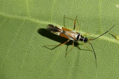 Cyllecoris histrionius