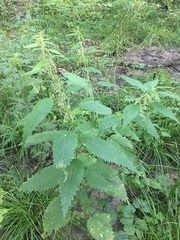 Urtica dioica
