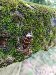 Cosmoscarta dimidiata