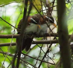 Pomatorhinus schisticeps