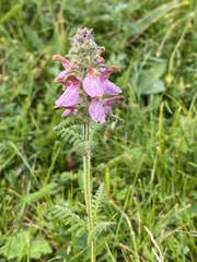 Pedicularis densispica