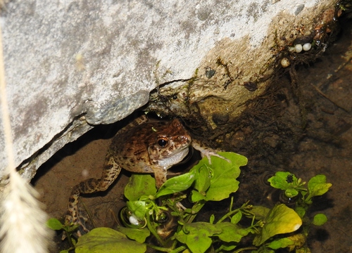 Glandirana rugosa