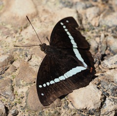 Euthalia recta