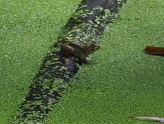 Limnonectes jarujini