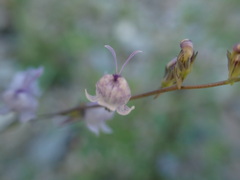 Linaria corifolia