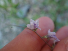 Linaria corifolia