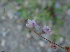 Linaria corifolia