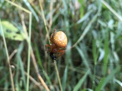 Araneus alsine