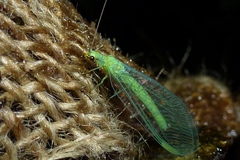 Chrysopa pallens-group