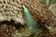 Chrysopa pallens-group