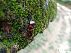 Cosmoscarta dimidiata