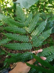 Pteridrys syrmatica