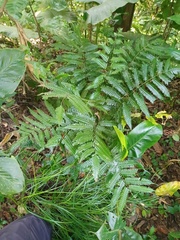 Pteridrys syrmatica