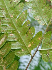 Pteridrys syrmatica