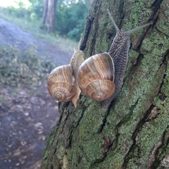 Helix pomatia