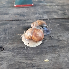 Helix pomatia