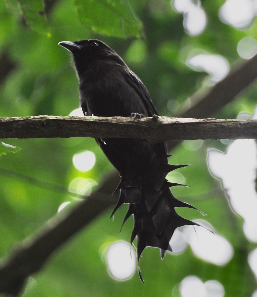 Ratchet-tailed Treepie (Temnurus temnurus) photo
