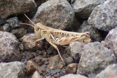 Melanoplus devastator