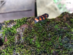 Cosmoscarta dimidiata