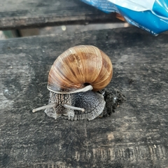 Helix pomatia