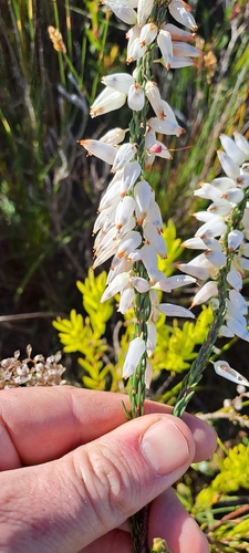 Image of Erica penduliflora by (c) Eugene Hahndiek, some rights reserved (CC BY-SA)