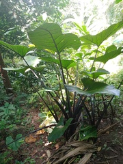 Xanthosoma violaceum