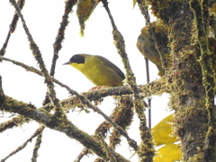 Geothlypis semiflava