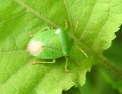 Palomena viridissima