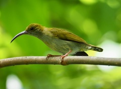 Arachnothera modesta caena