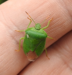 Palomena viridissima