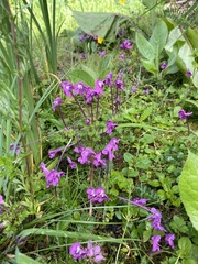 Pedicularis siphonantha