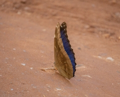 Morpho menelaus coeruleus