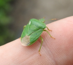 Palomena viridissima