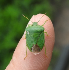 Palomena viridissima